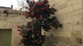 Camélia Maison Dutilleux Geneviève Joy