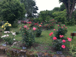 Jardin Maison Dutilleux Joy Candes Saint Martin